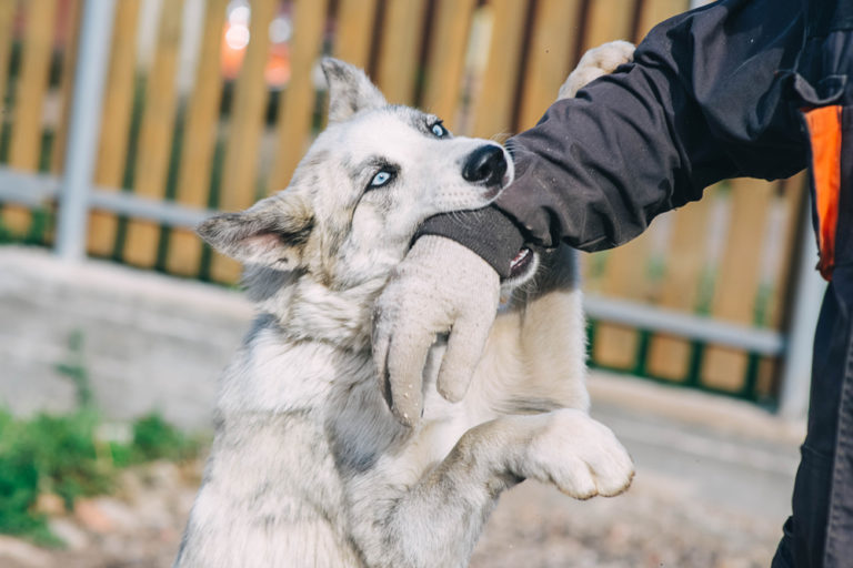 Dog Bite Settlement