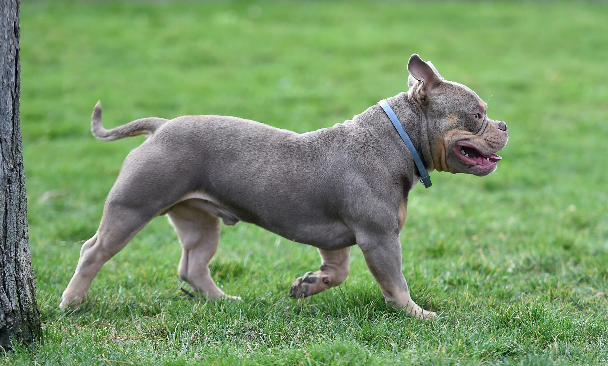 A dangerous and muscular American bulldog