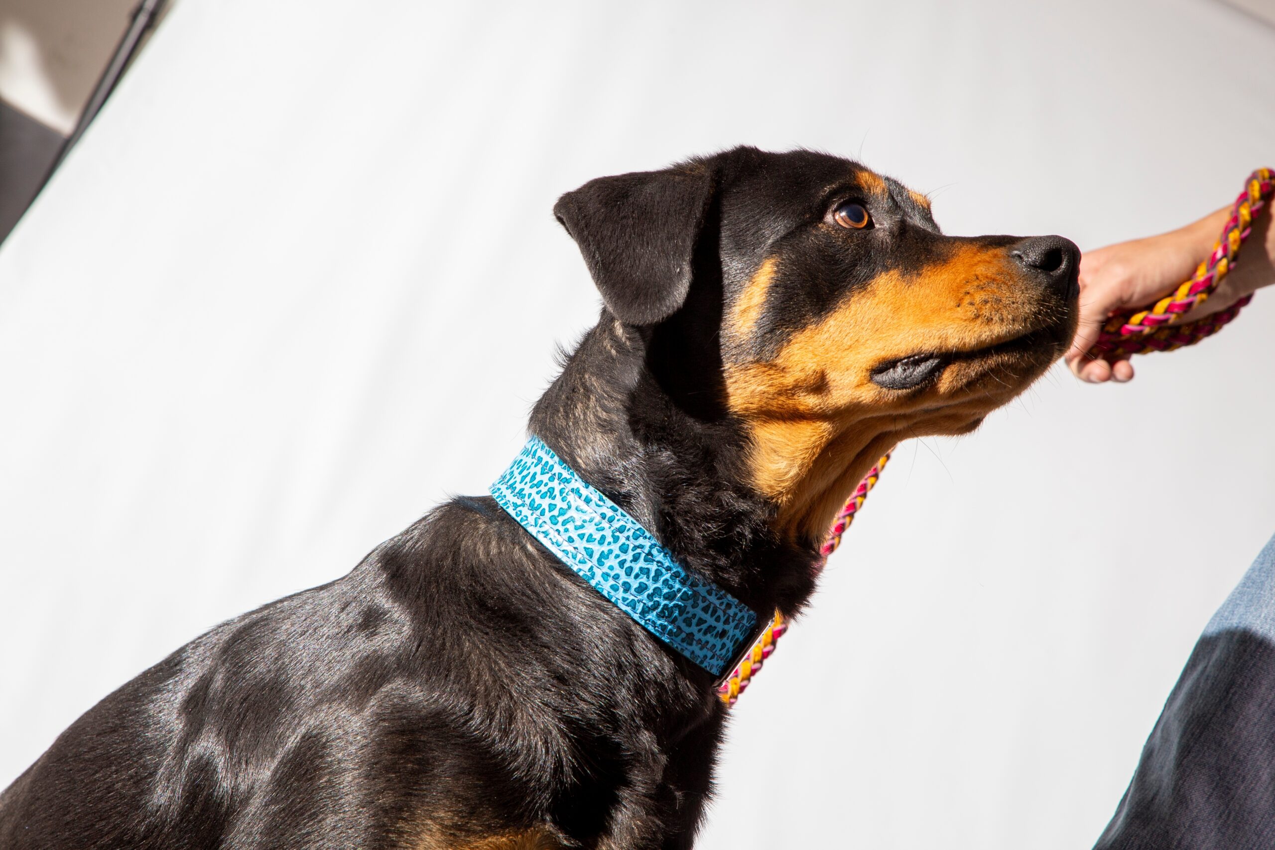 Dog breeds associated with the highest number of attacks