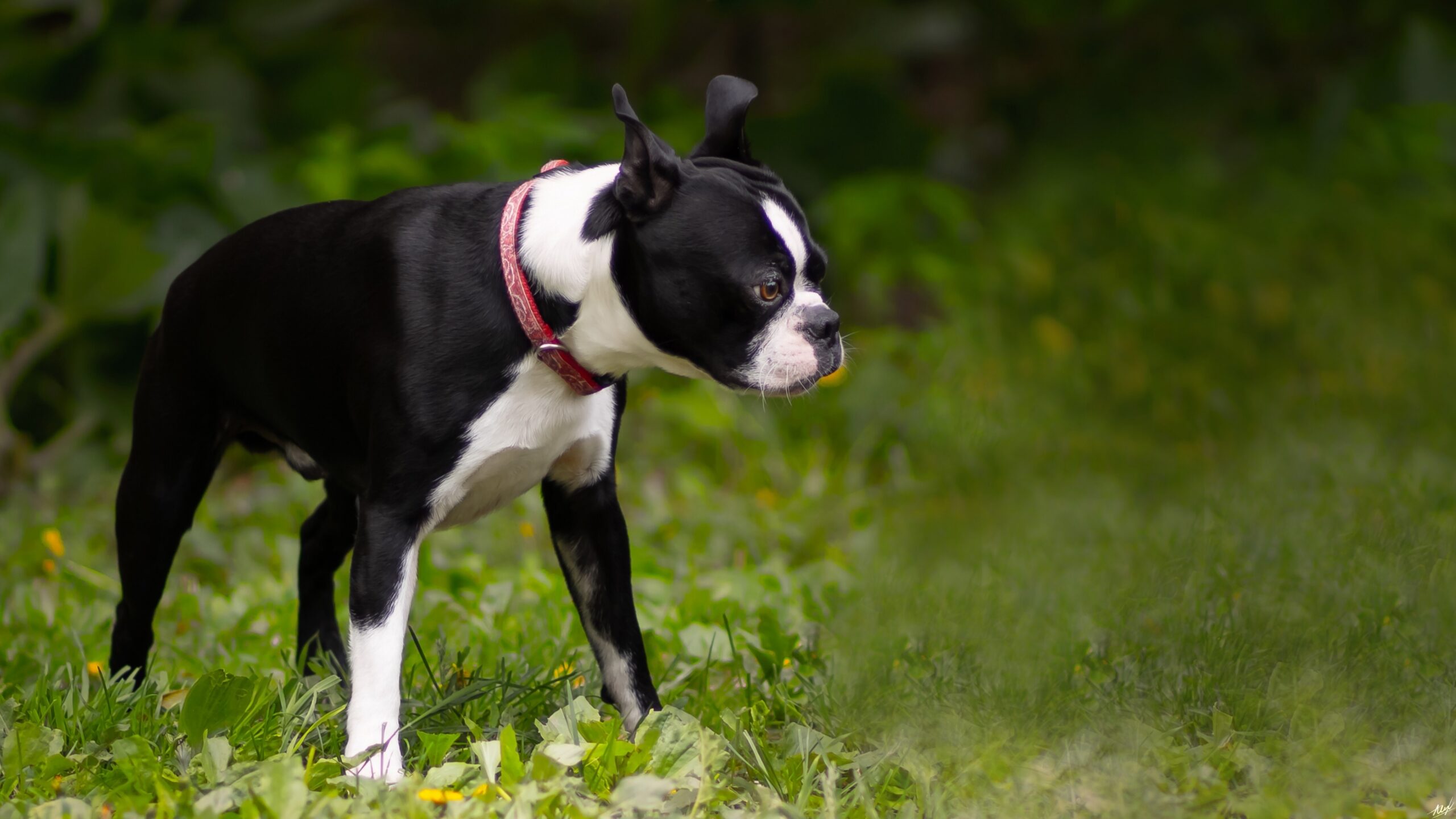 Most aggressive dog breeds in America