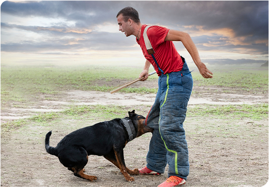 Experienced dog bite attorney in Philadelphia examining a dog bite case file, showing evidence of a dangerous dog attack and discussing compensation strategies with a dog bite victim.