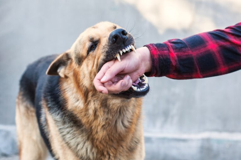 Can you sue someone if their dog bites you